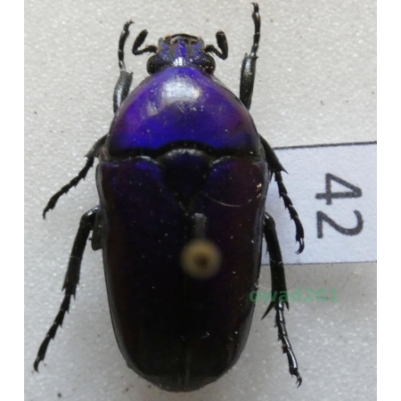 Chlorocala africana oertzeni Kolbe, 1895 ex. ovo Tanzania42